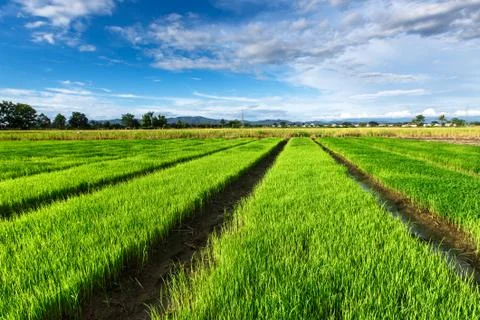 Rice field under cloudy sky Stock Photos