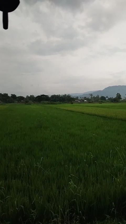 Rice Field Under Overcast Sky Stock Footage 342000500