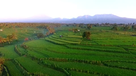 Rice field under the Rinjani Mountain, Lombok Island, Indonesia Stock Footage 131458599