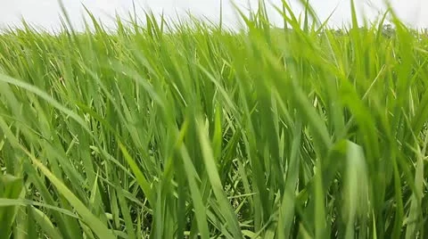 Rice field under wind Stock Footage 11890355