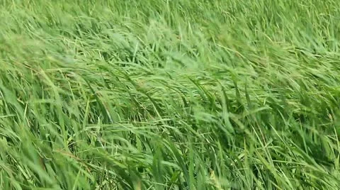 Rice field under wind Stock Footage 11890422