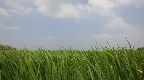 Rice field under wind Stock Footage 11890500