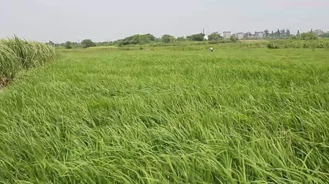 Rice field under wind Stock Footage 11890582