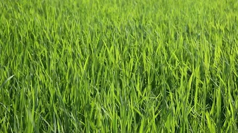 Rice field under wind Stock Footage 11891228