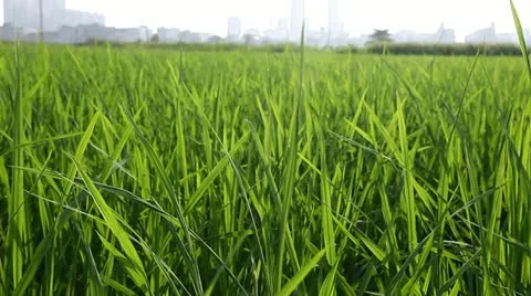 Rice field under wind Stock Footage 11891265