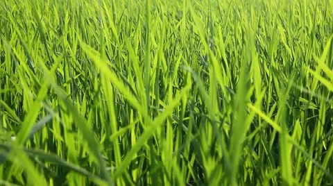 Rice field under wind Stock Footage 11891292