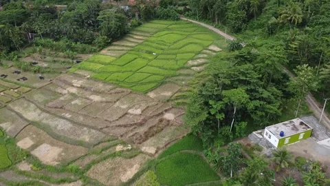 Rice field video Video stock 274622616
