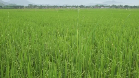 Rice field in Vietnam Stock-Footage 79103340