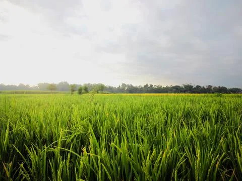Rice field view (2) Stock Photos