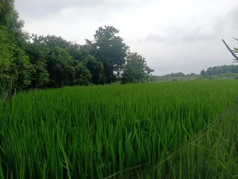 Rice field view with dark clouds Foto stock