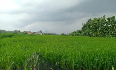 Rice field view with dark clouds Stock Photos