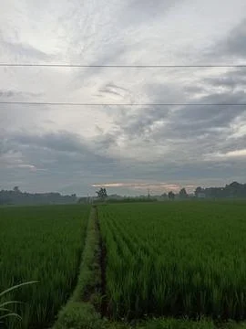 Rice field view with dark clouds Stock Photos