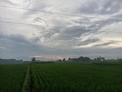 Rice field view with dark clouds Stock Photos