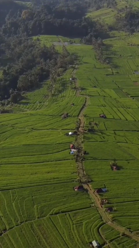 Rice field view Video stock 203880726