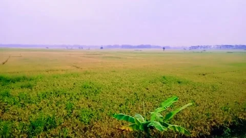 Rice field view Stock Footage 207052133