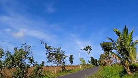 Rice field view Stock Footage 208538231