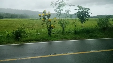 Rice field view 库存影片 218950059