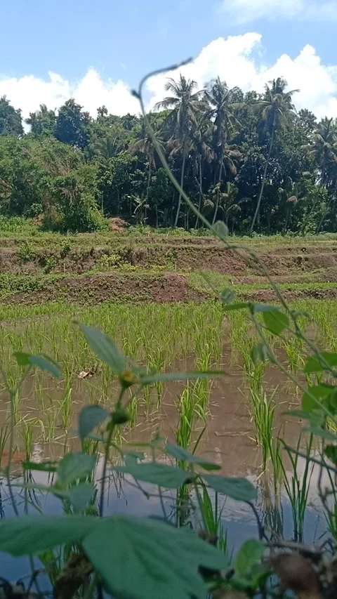 The Rice Field View Video stock 221675476