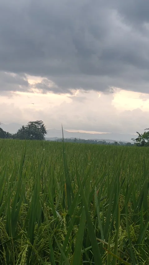 Rice field view Stock Footage 236752453