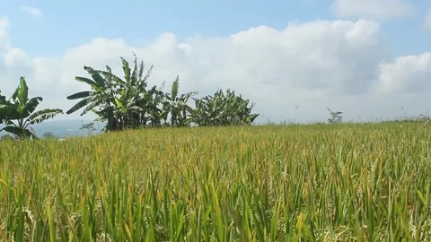 Rice field view Stock Footage 242171228