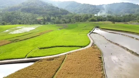 Rice field view 库存影片 245839268