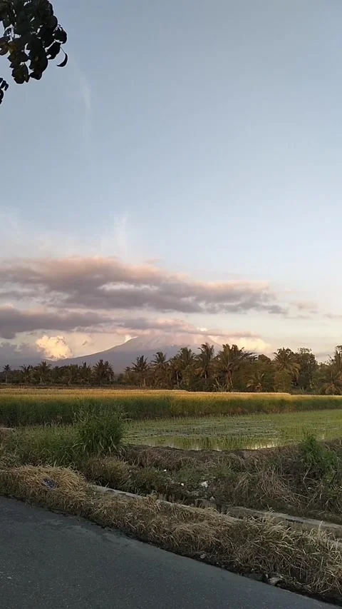 Rice field view Stock Footage 273865535