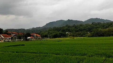 Rice field view Stock Footage 277665143