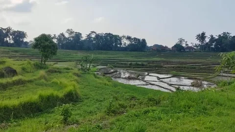 Rice field view Stock Footage 277668225