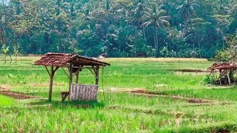 Rice field view Stock Footage 277668344