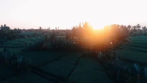 Rice field view of indonesia Video stock 172019100