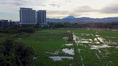 Rice field view with mount Kinabalu Video stock 218996824