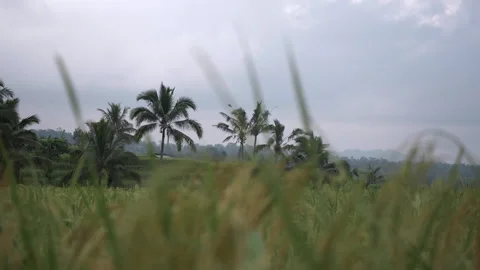 Rice field view with palm trees in background in Jatiluwih, Bali Stockbeeldmateriaal 277251706