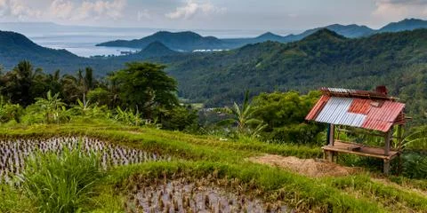 Rice field view Stock Photos