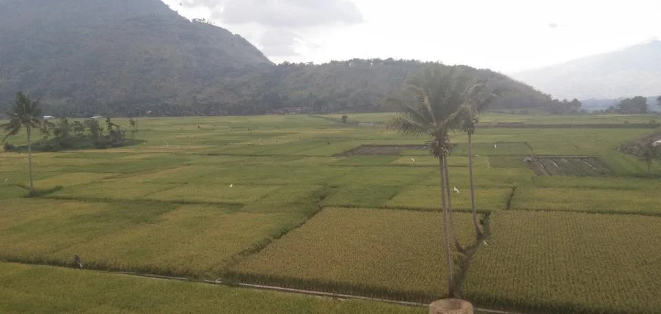 Rice field view Stock Photos
