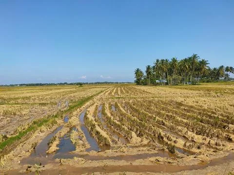Rice field view Stock Photos