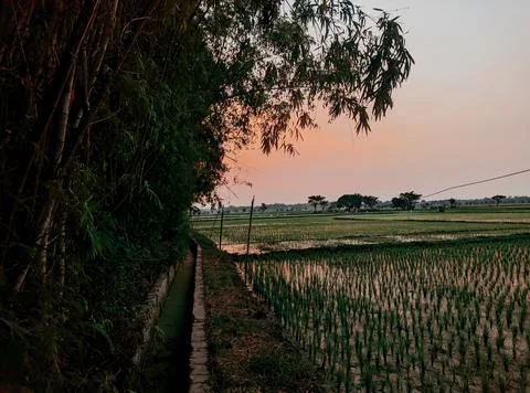 Rice field view Stock Photos