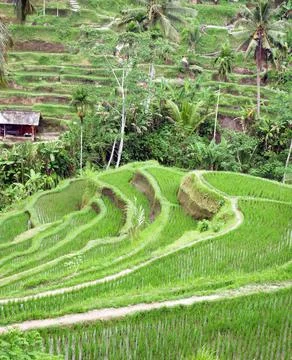 Rice field view Stock Photos