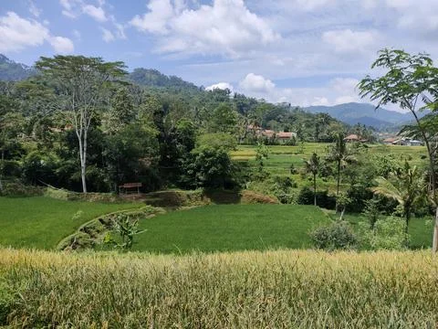Rice field view Foto stock