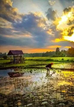 Rice field view 스톡 사진