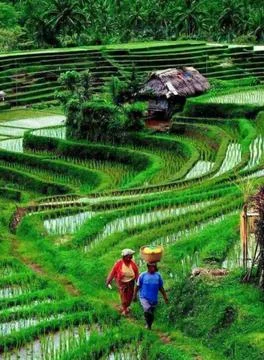 Rice field view Stock Photos