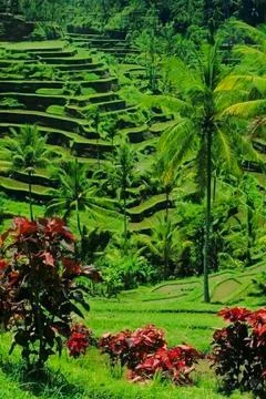 Rice field view Stock Photos