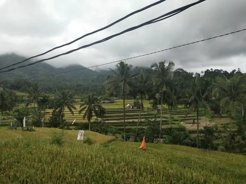 Rice field view Stock Photos