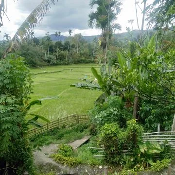 Rice field view Stock Photos