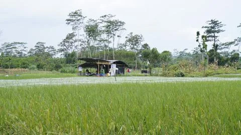 Rice field view Stock Photos