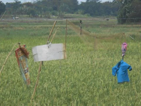 Rice field view Stock Photos