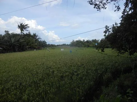 Rice field view Stock Photos