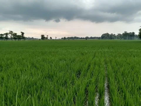Rice field view Stock Photos