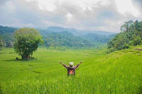 Rice field view Foto stock