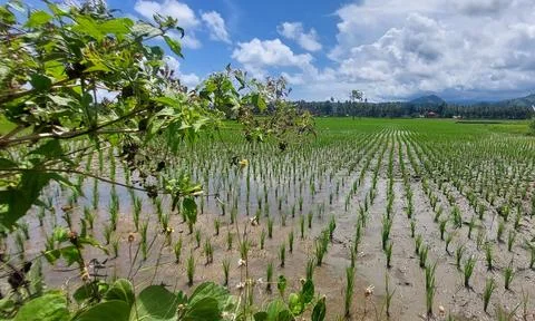 Rice field view Stock Photos