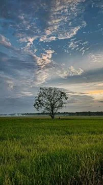 Rice field view Stock Photos